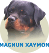 Magnun Xaymon WB V. Rottssel